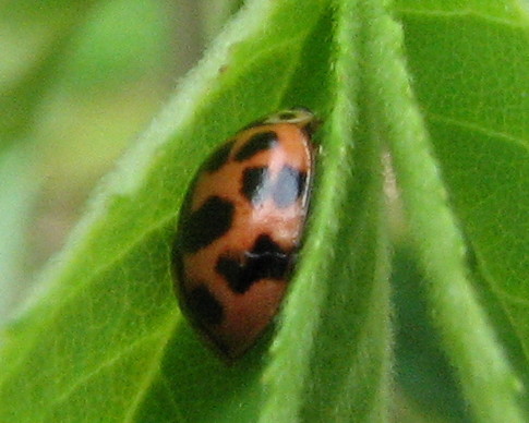 Coccinelle